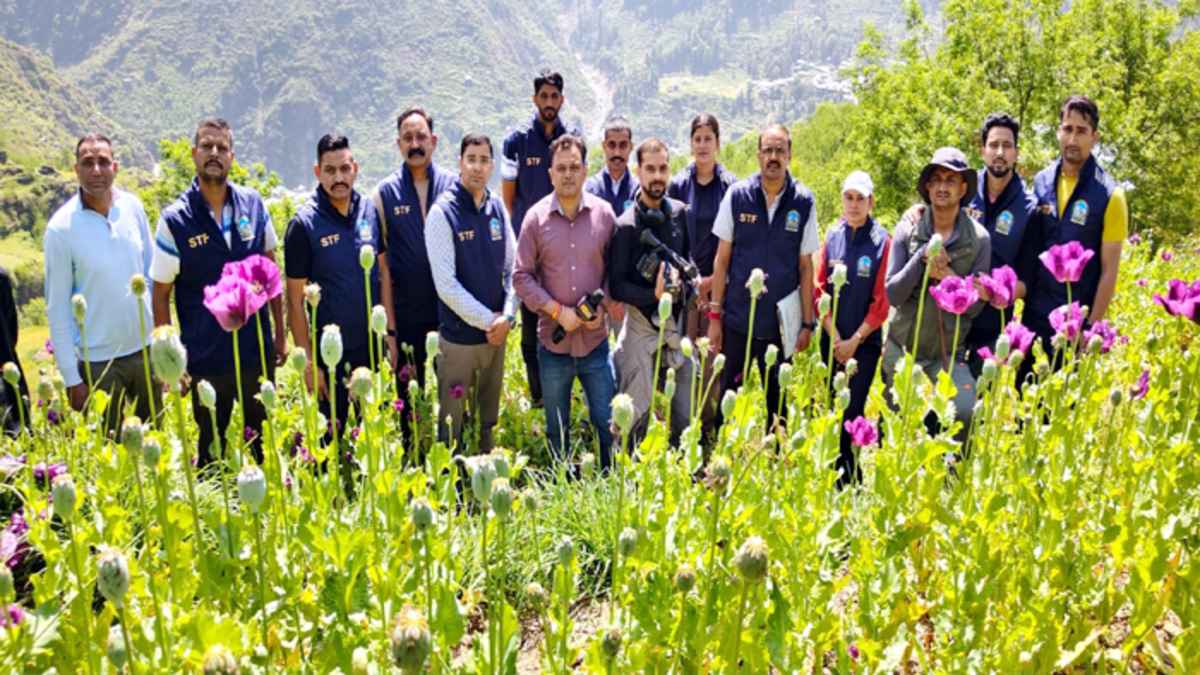 opium crop