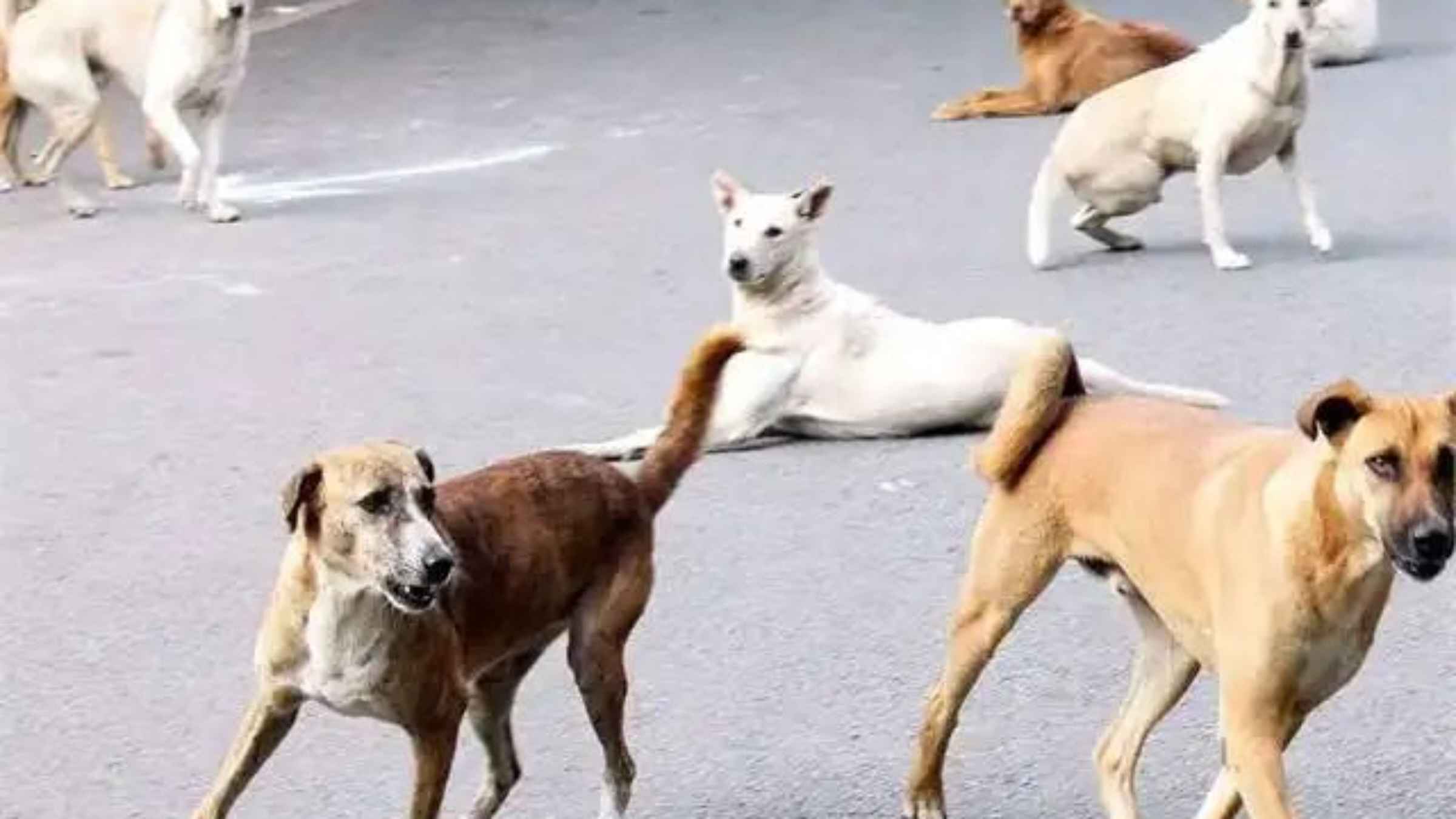 सड़कों पर घूम रहे आवारा कुत्तों के आतंक से जल्द मिलेगी मुक्ति, सुप्रीम कोर्ट ने हाई कोर्ट्स को दिए बेहद सख्त निर्देश stray dogs case supreme court guidelines