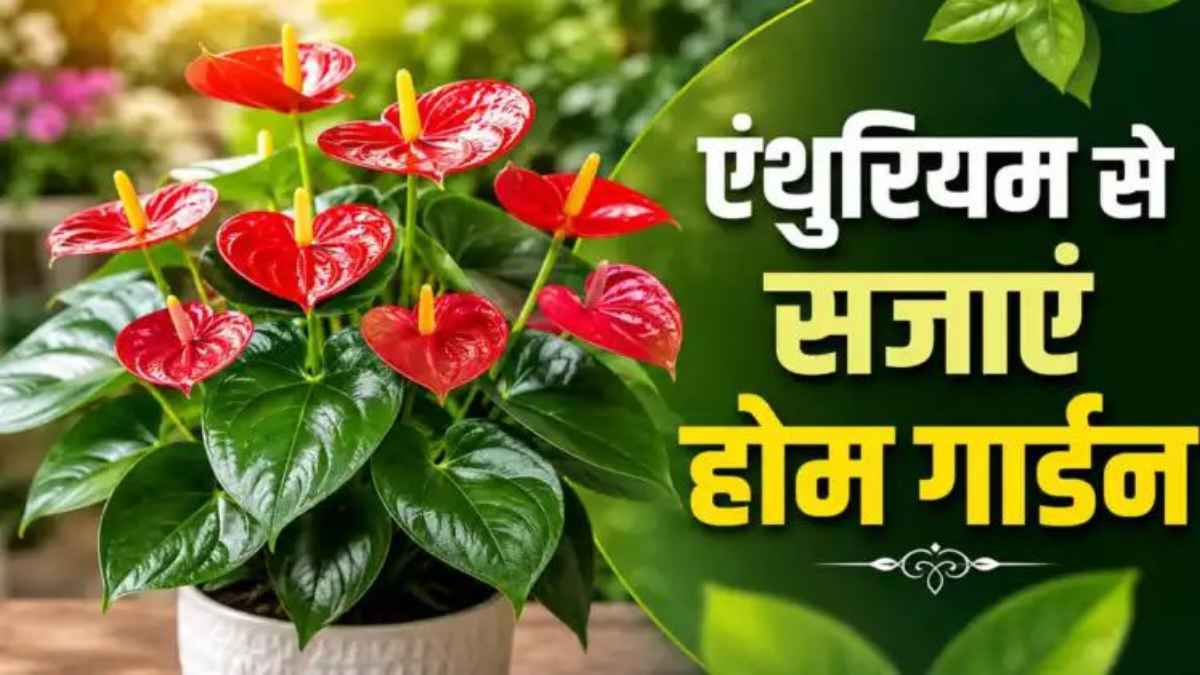 घर या गार्डन में लगाएं ये चमत्कारी पौधा, हवा से जहर सोखकर 24 घंटे देगा ऑक्सीजन, फूलों से महक उठेगा कोना-कोना! AnthuriumPlant