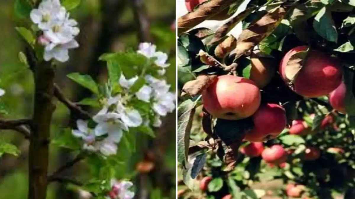 Himachal Apple Crisis: हिमाचल प्रदेश में सेब की फसल पर भारी संकट, इस साल 1 करोड़ पेटी कम उत्पादन का अनुमान Apple economy in trouble