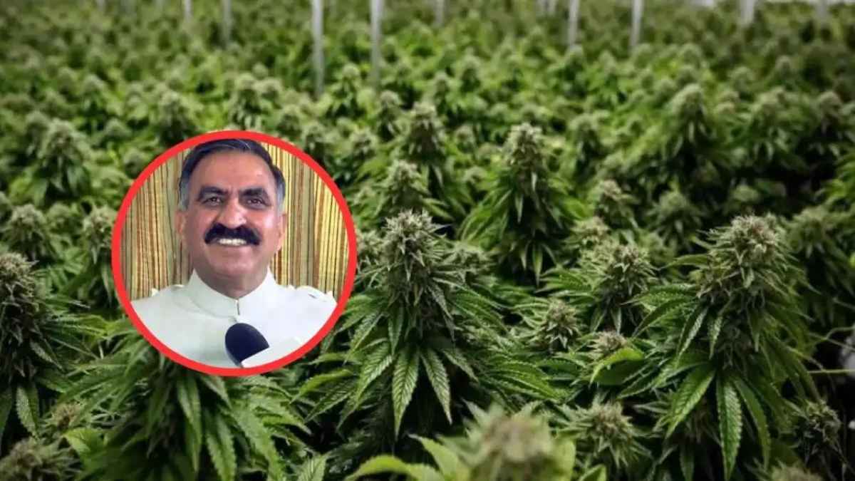 हिमाचल में भांग की खेती चमकाएगी किस्मत, सुक्खू कैबिनेट के इस फैसले से राज्य को होगी 18 हजार करोड़ की बंपर कमाई Cannabis cultivation
