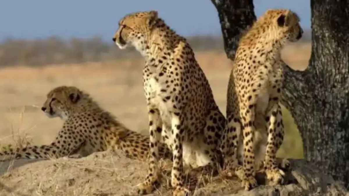 CheetahProject