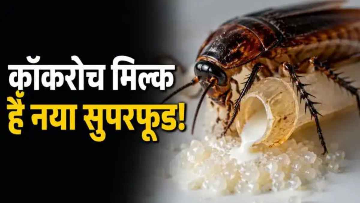 गाय-भैंस का दूध भूल जाइए, अब मार्केट में आ गया कॉकरोच का दूध; फायदे सुनकर उड़ जाएंगे होश! CockroachMilk