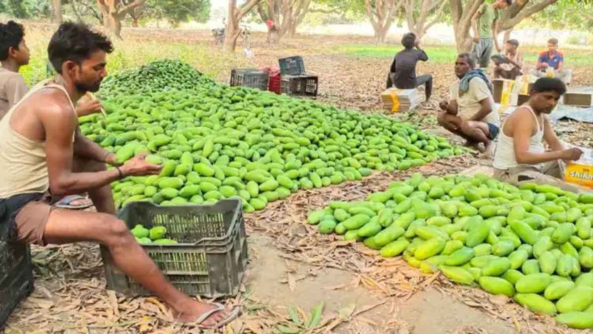 Dasheri mango market