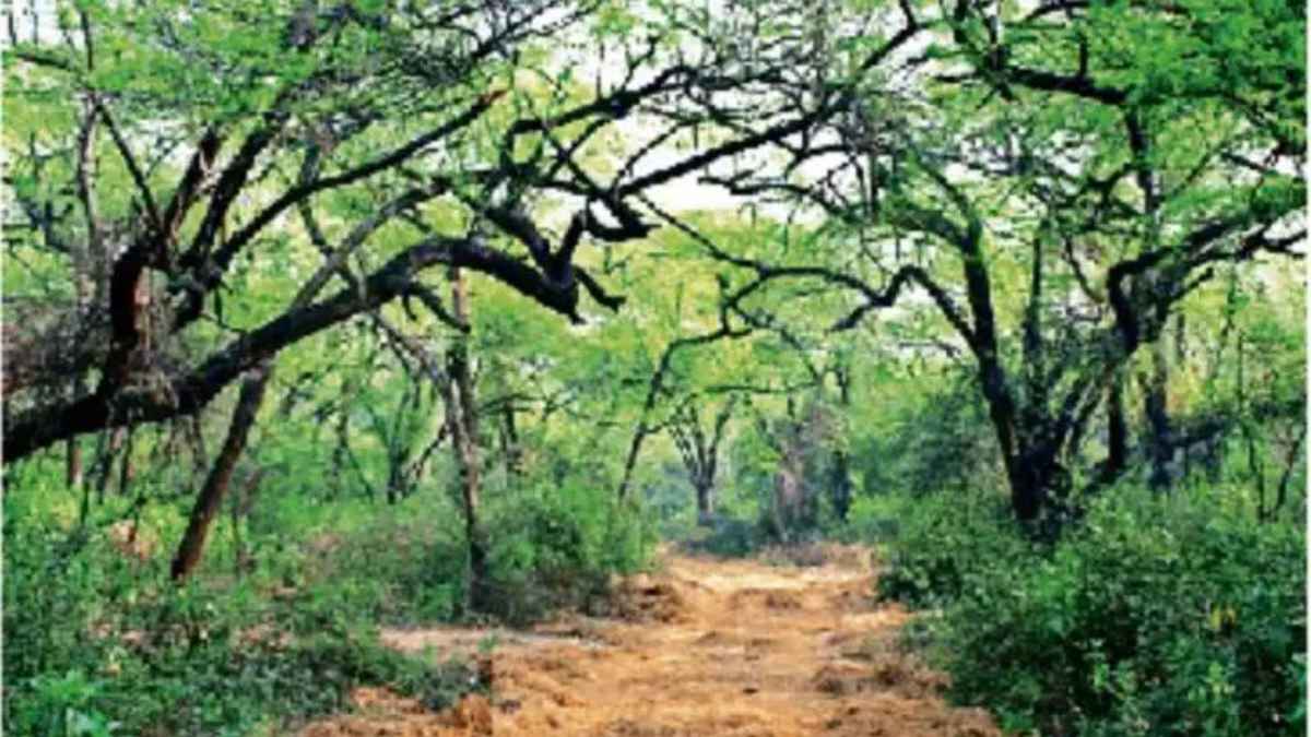खतरे में दिल्ली की ‘हरी दीवार’: अरावली की पहाड़ियों पर कंक्रीट का कब्जा, क्या खत्म हो जाएंगे राजधानी के फेफड़े? DelhiRidge