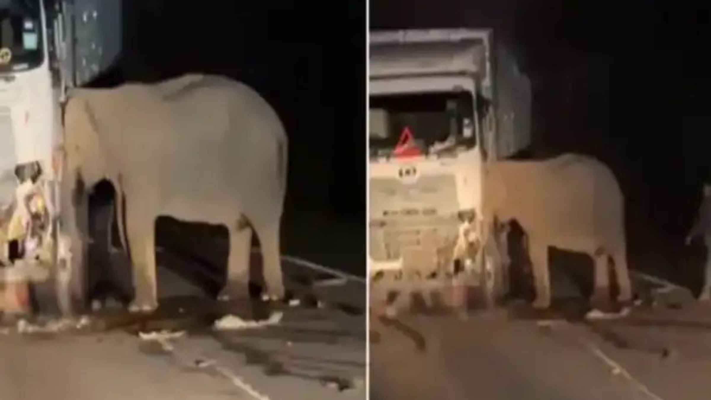 Emotional Video Elephant Viral Video