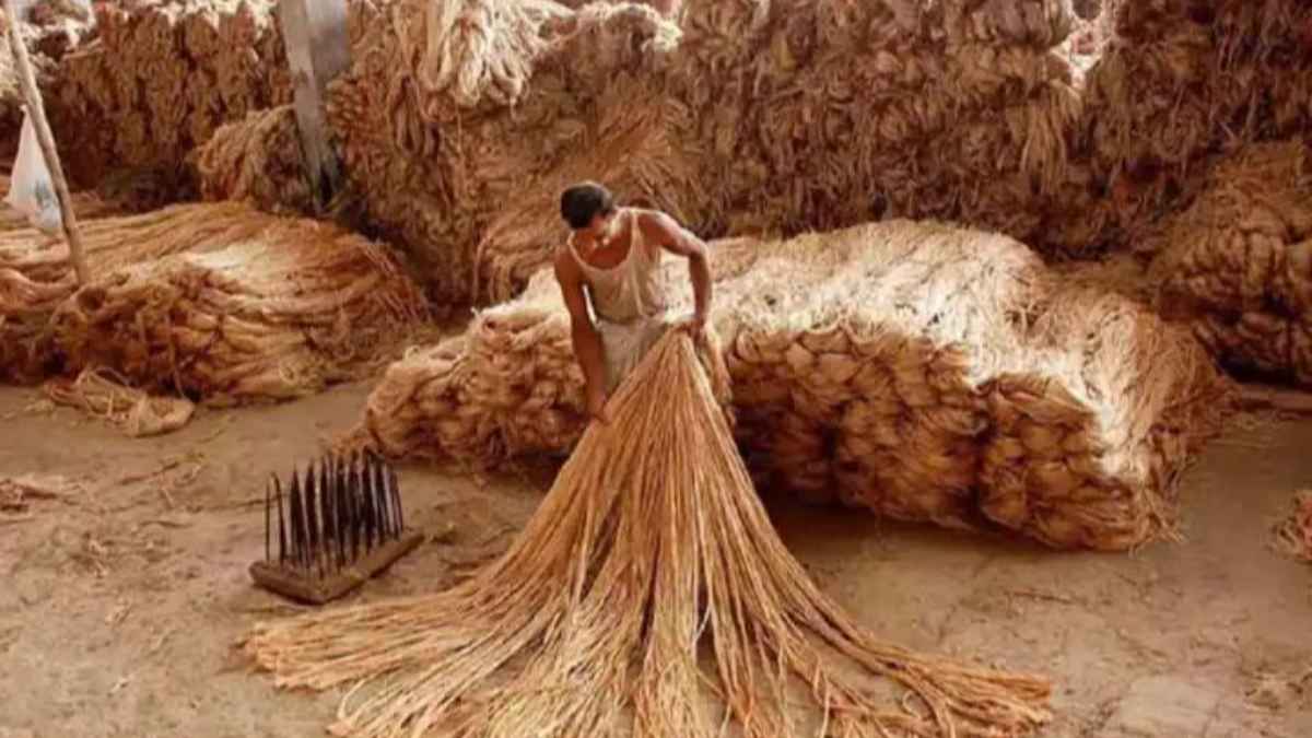 Jute Production Boom: जूट मिलों के अच्छे दिन शुरू, बंपर पैदावार की उम्मीद से ‘गोल्डन फाइबर’ की कीमतों में आ सकती है भारी गिरावट GoldenFiber