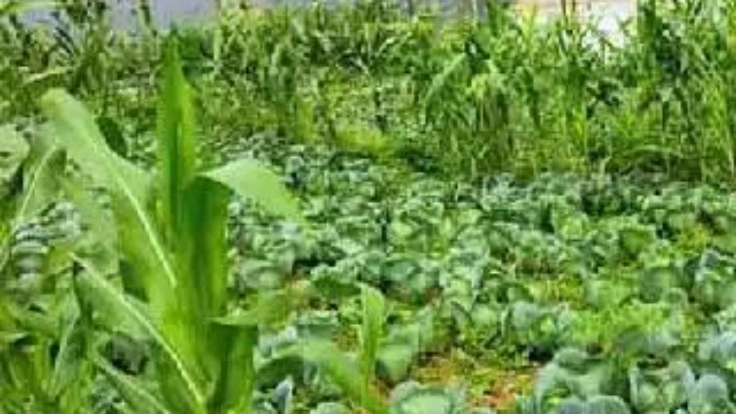 Natural Farming Benefits Organic Farming Training