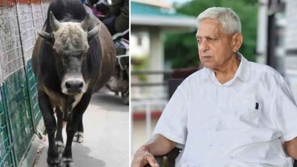 Himachal Pradesh: कांगड़ा में सांड के हमले से रिटायर्ड सैन्य अधिकारी का निधन, सैन्य सम्मान के साथ हुआ अंतिम संस्कार Person Died