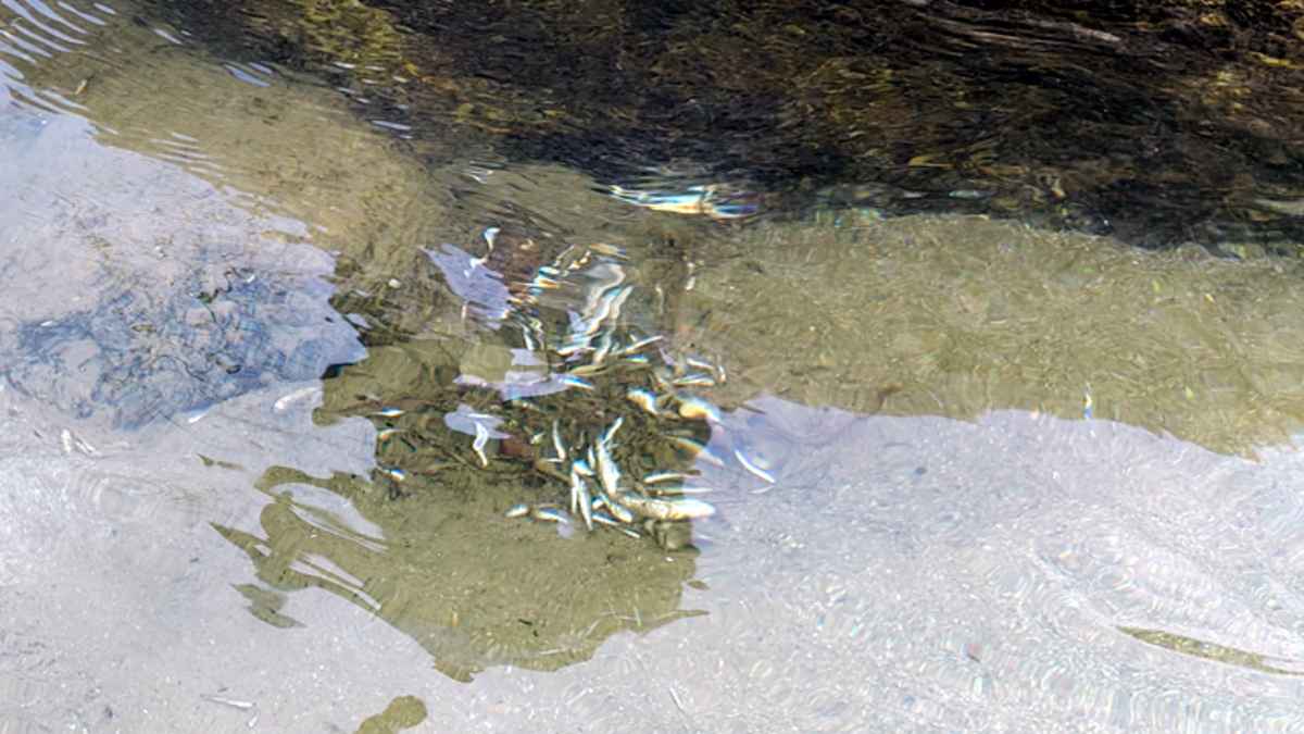 हिमाचल के पालमपुर में न्यूगल खड्ड में मिलाया तीखा जहर, तड़प-तड़प कर मरीं सैंकड़ों मछलियां, 16 हजार लोग पानी को तरसे Poison in Water