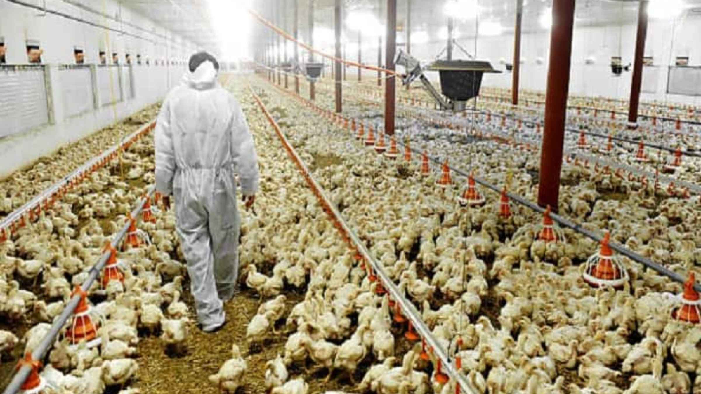 Soyameal prices Poultry industry crisis