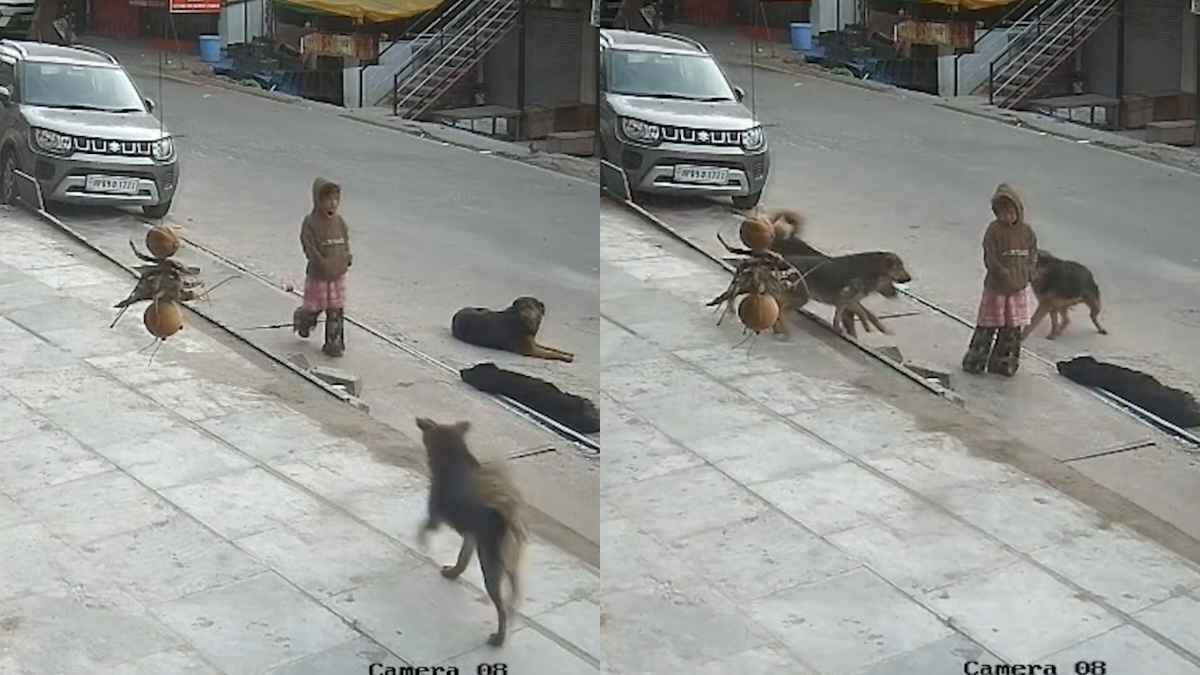 The girl was attacked by dogs