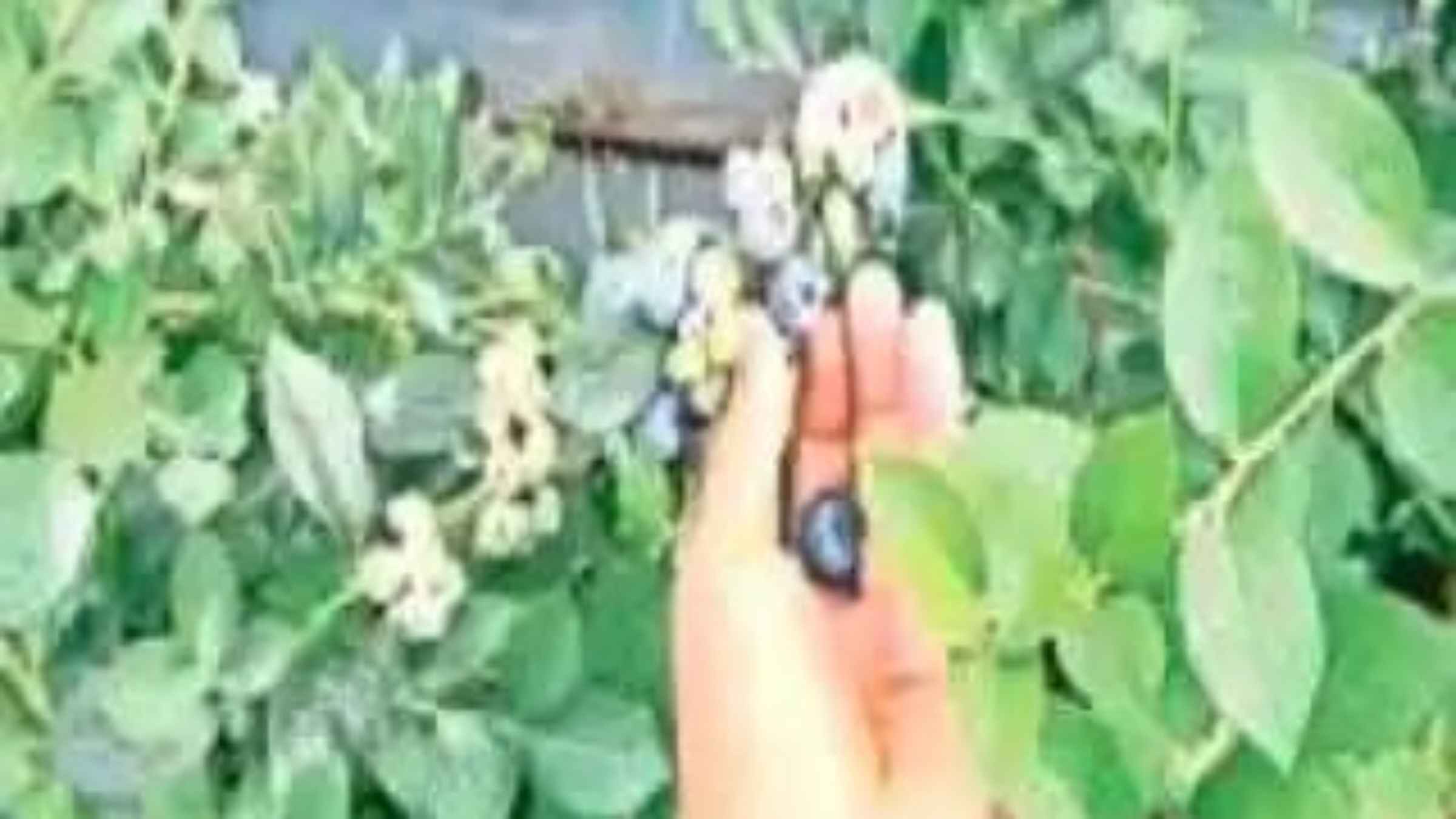 देहरादून में बासमती के बाद अब चमकेगी ब्लूबेरी की किस्मत, मुख्यमंत्री के निर्देश पर शुरू हुआ पायलट प्रोजेक्ट blueberry farming farmers income