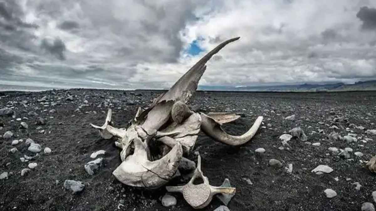 indian-ocean-whale-graveyard