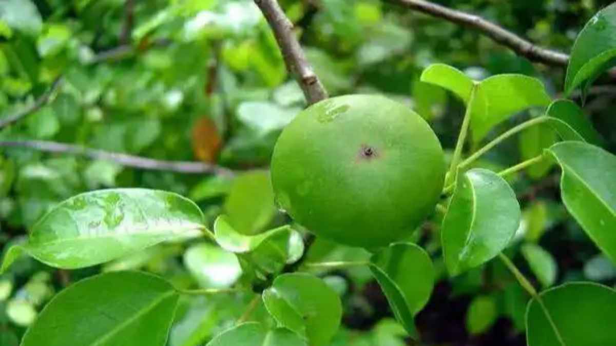 दुनिया का सबसे जहरीला फल, जिसे खाने तो क्या छूने मात्र से जा सकती है इंसान की जान manchineel-tree
