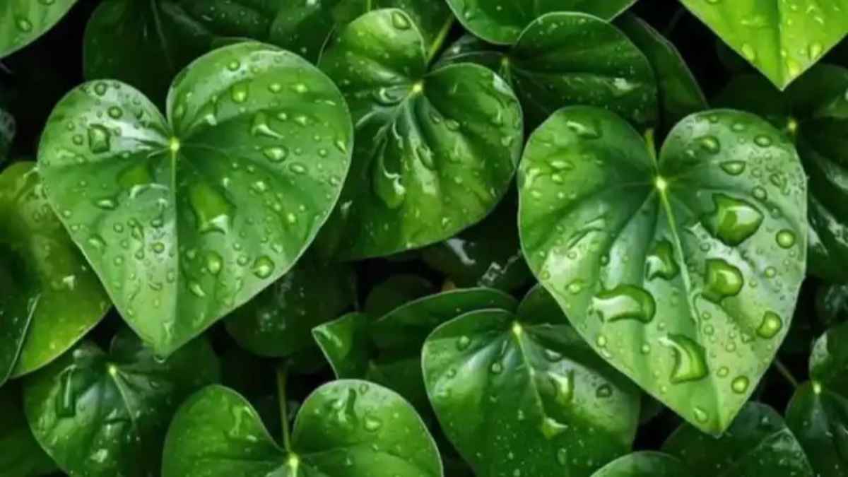 मुरझाया हुआ मनी प्लांट भी हो जाएगा हरा-भरा, इन 5 आसान टिप्स से घर में बिखेरें हरियाली money-plant