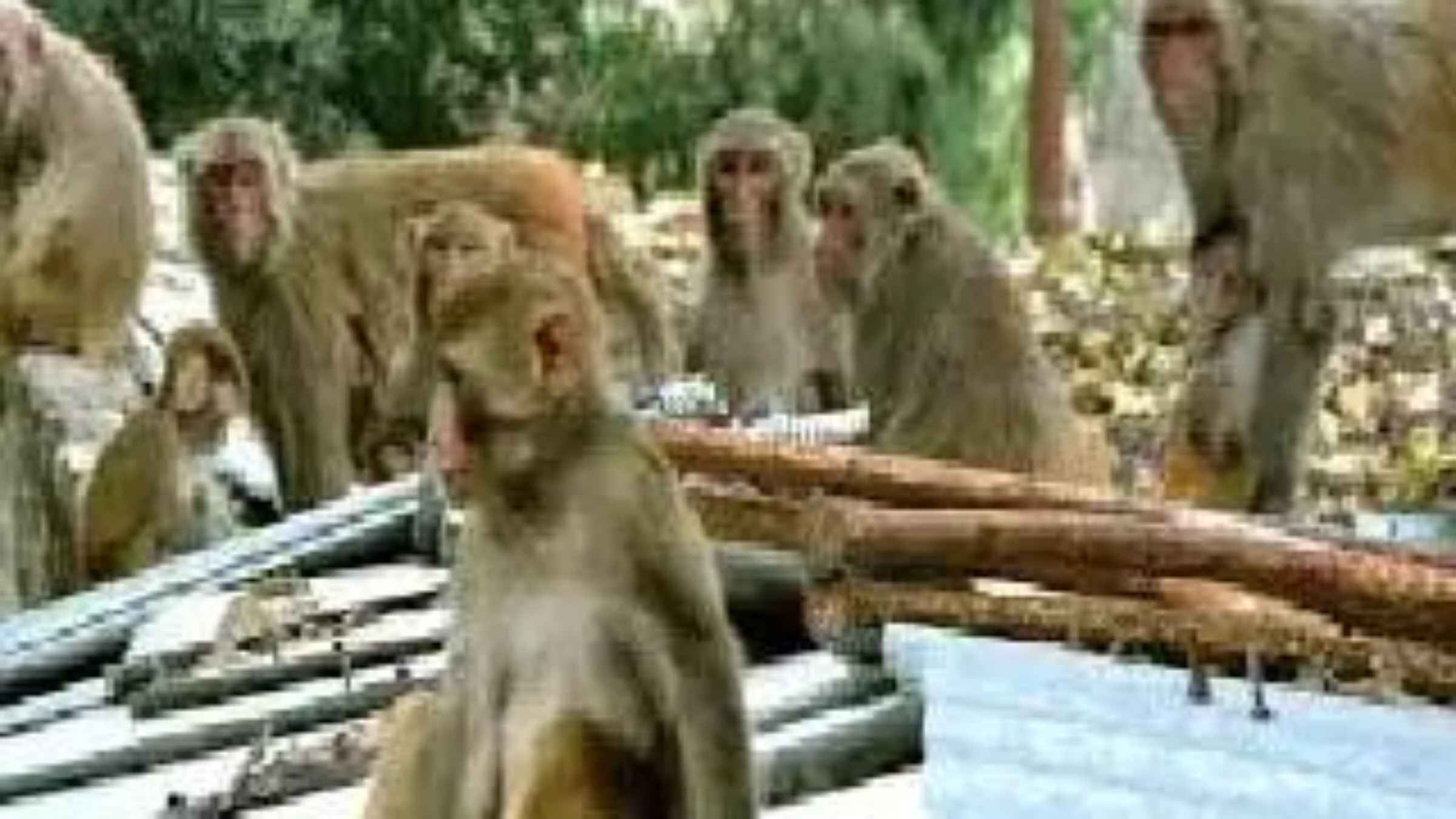 कसेंदा गांव में हिंसक बंदरों का खौफनाक आतंक, छतों से लेकर कमरों तक कब्जा और हमले में कई लोग लहूलुहान monkey menace news