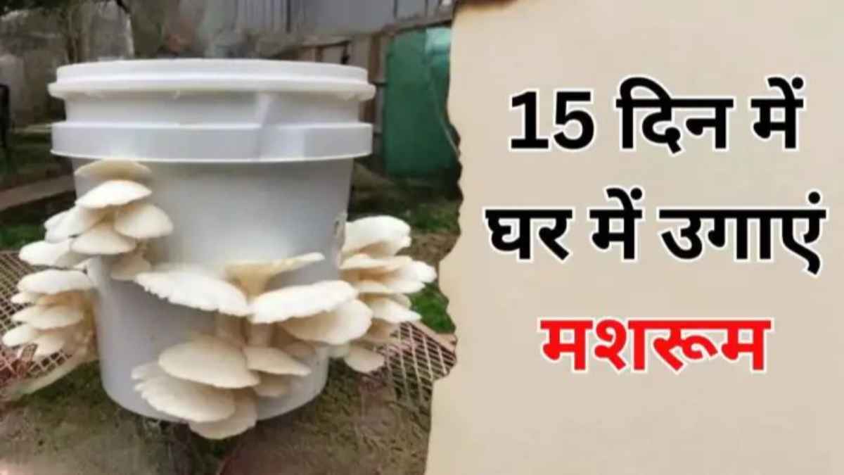 बाजार के महंगे और केमिकल वाले मशरूम को कहें बाय, घर पर 15 दिन में उगाएं जादुई मशरूम; बेहद आसान है तरीका! mushroom-farming