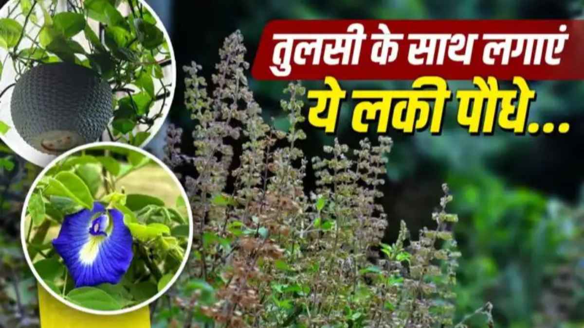 Vastu Shastra Tips: तुलसी के पास भूलकर भी न छोड़ें ये जगह, इन 5 पौधों को लगाते ही चुंबक की तरह खिंचा चला आएगा पैसा! plants-to-grow-with-tulsi