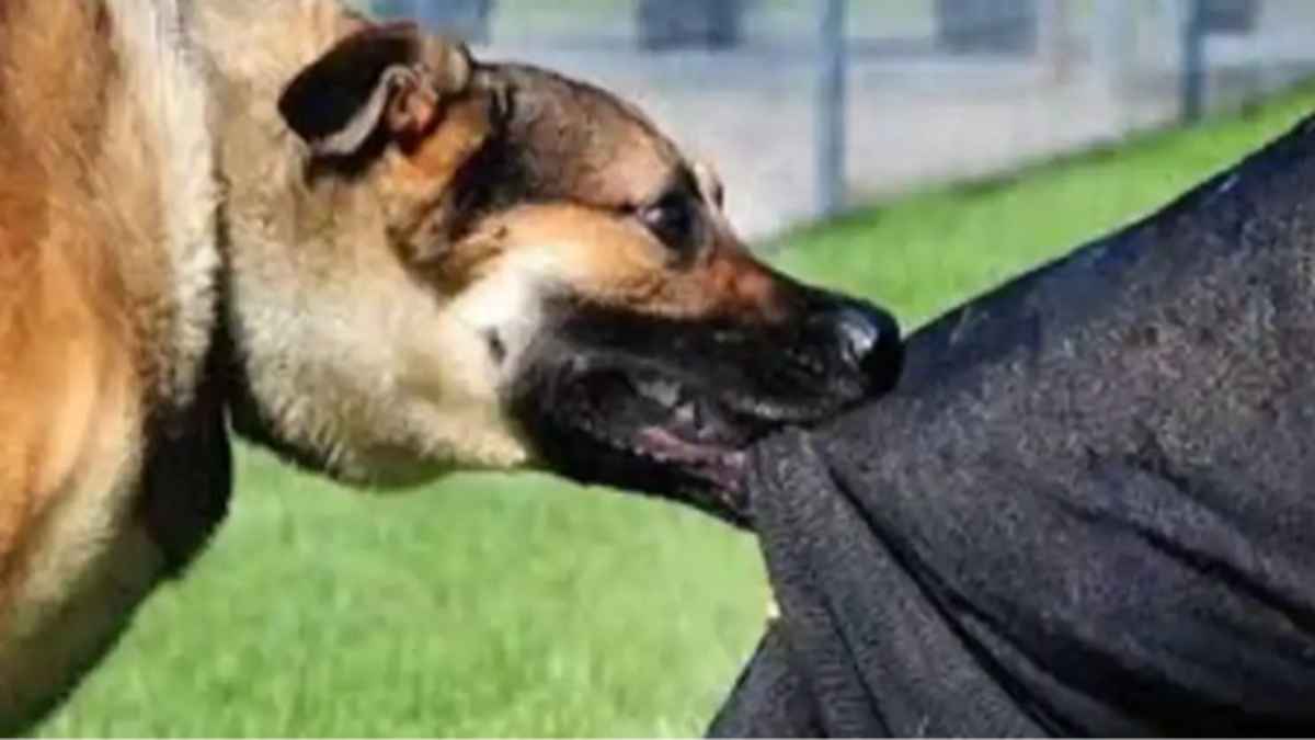 खौफ में जुम्मा गांव: एक महीने में रेबीज का दूसरा शिकार, 14 साल के किशोर में दिखे खतरनाक लक्षण, जिला अस्पताल रेफर! rabies-alert