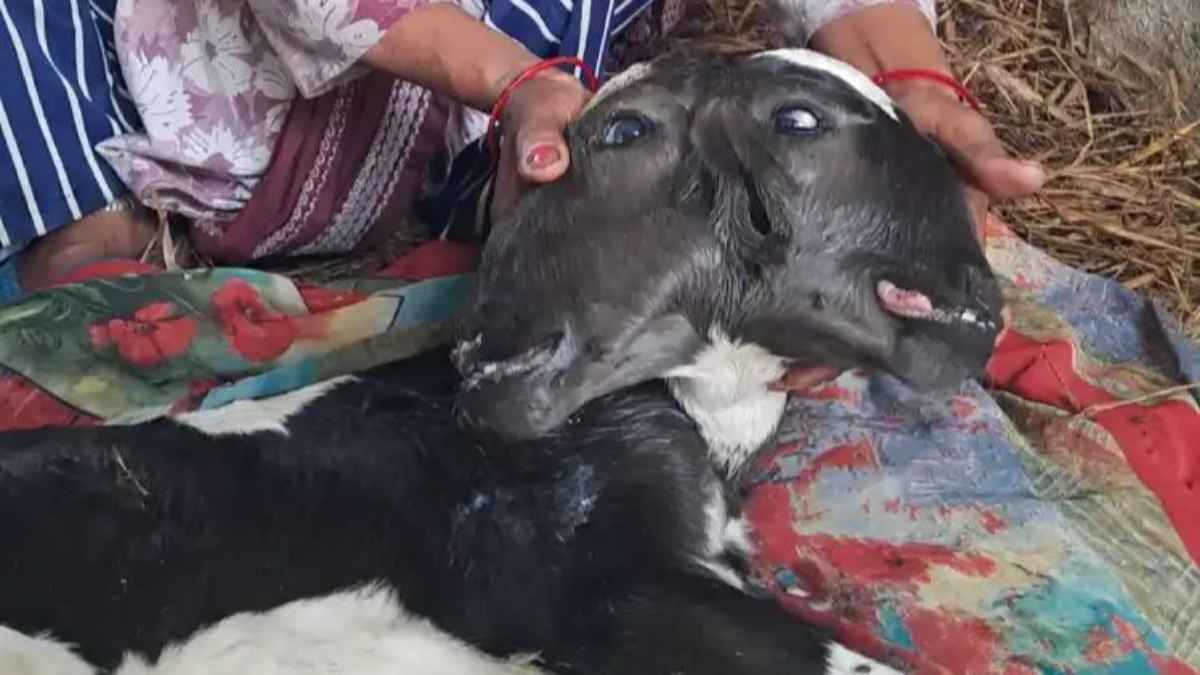two-faced-calf-diagnostics