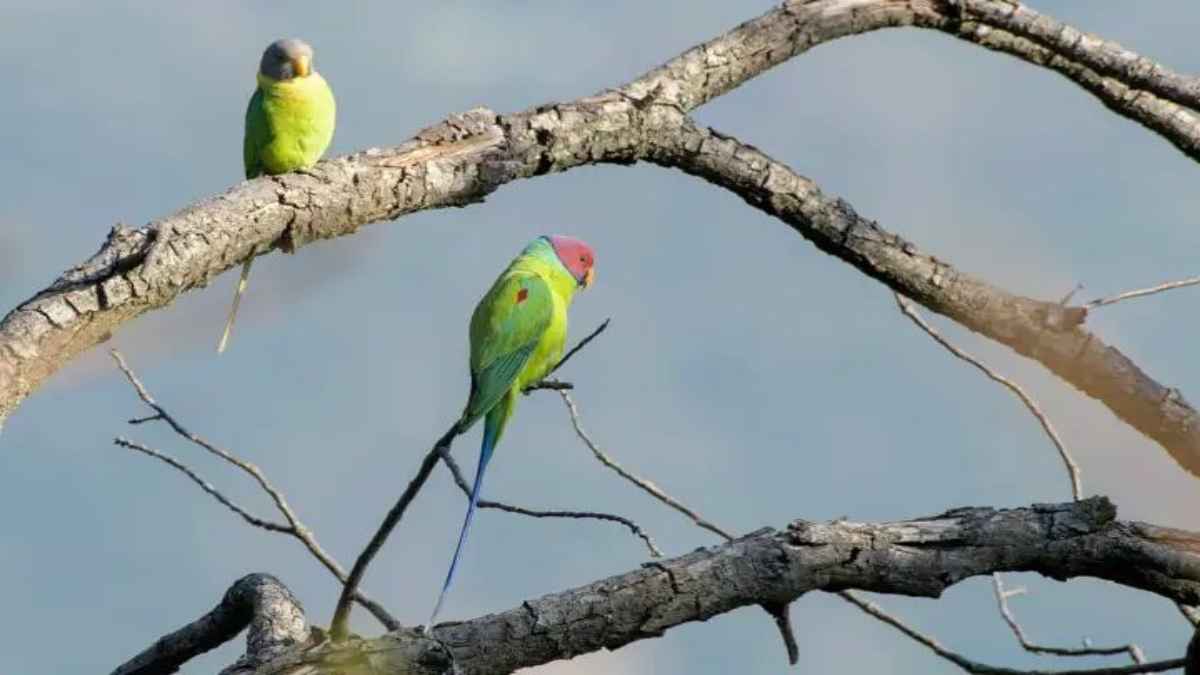 बर्बाद हो रहे खेत और मजबूर किसान, हिमाचल में मौसम से ज्यादा इस खौफनाक ‘खतरे’ ने मचाई तबाही wild-animal-crop-damage