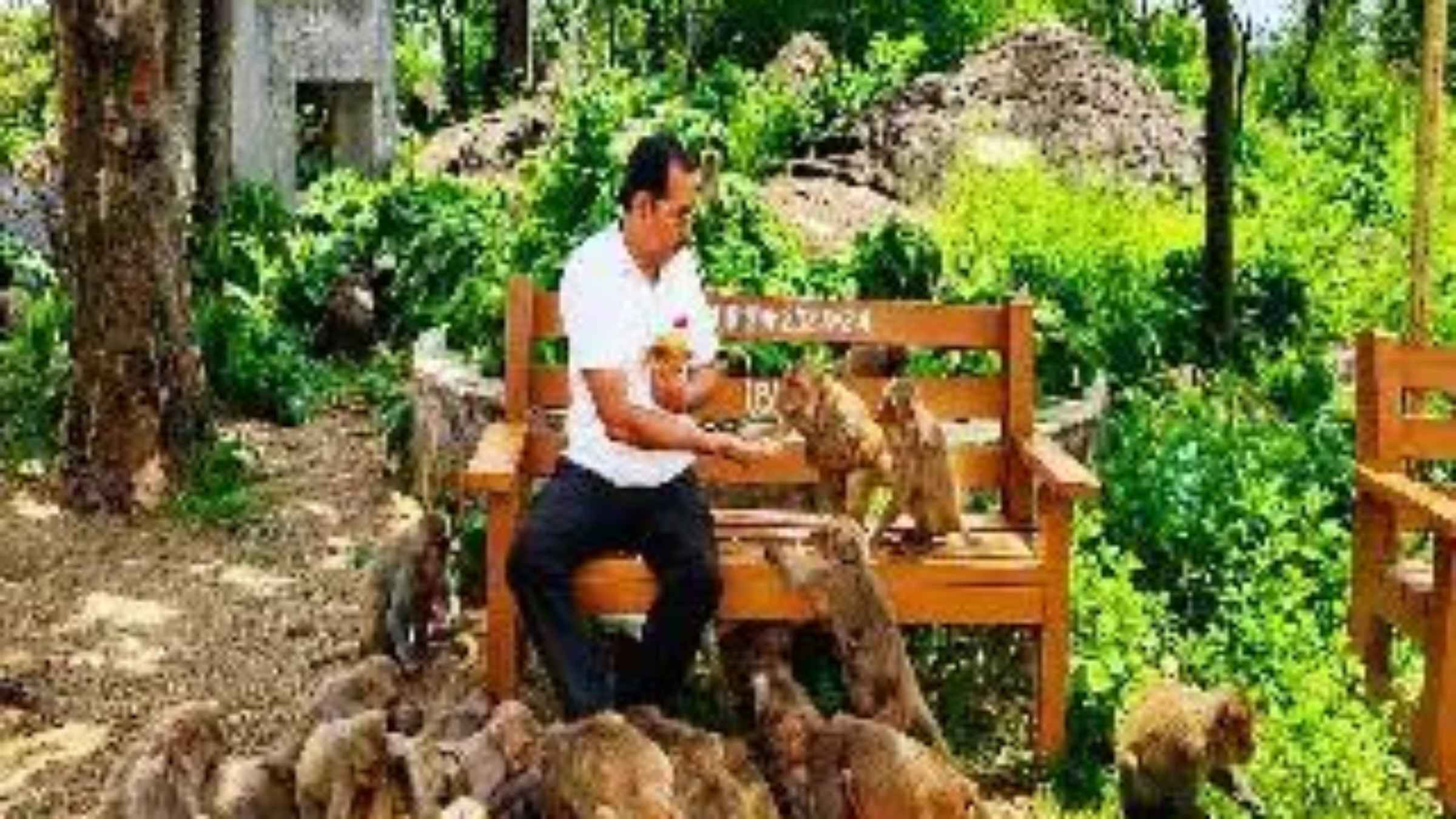 मिलिए जमशेदपुर के ‘मंकी मैन’ से, कोर्ट की व्यस्तता के बीच हर संडे दलमा के जंगलों में बंदरों संग मनाते हैं अनोखा जश्न wildlife conservation unique stories_